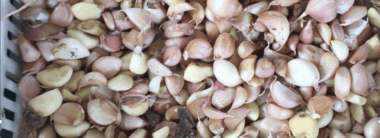 semillas de ajo