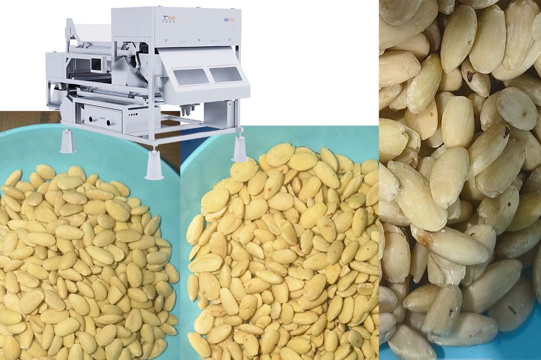 Nut color sorter sorts peeled almonds with wormholes