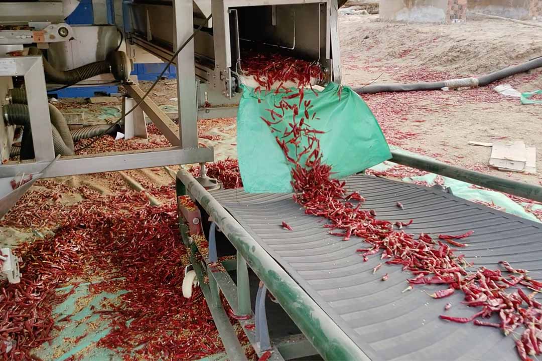 Belt-Type color sorter sorting chili peppers