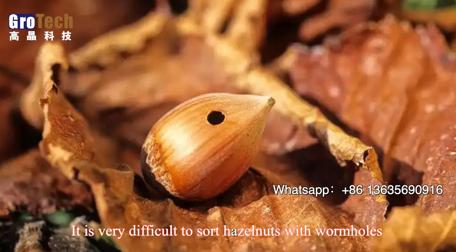 Worm-eaten hazelnuts