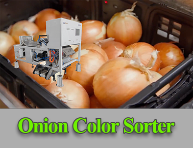 Clasificador de color de cinta para limpiar y seleccionar verduras de cebolla, ajo, etc.
        