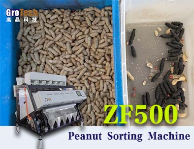 máquinas clasificadoras de maní, solución de clasificación grotech para maní , cacahuete
